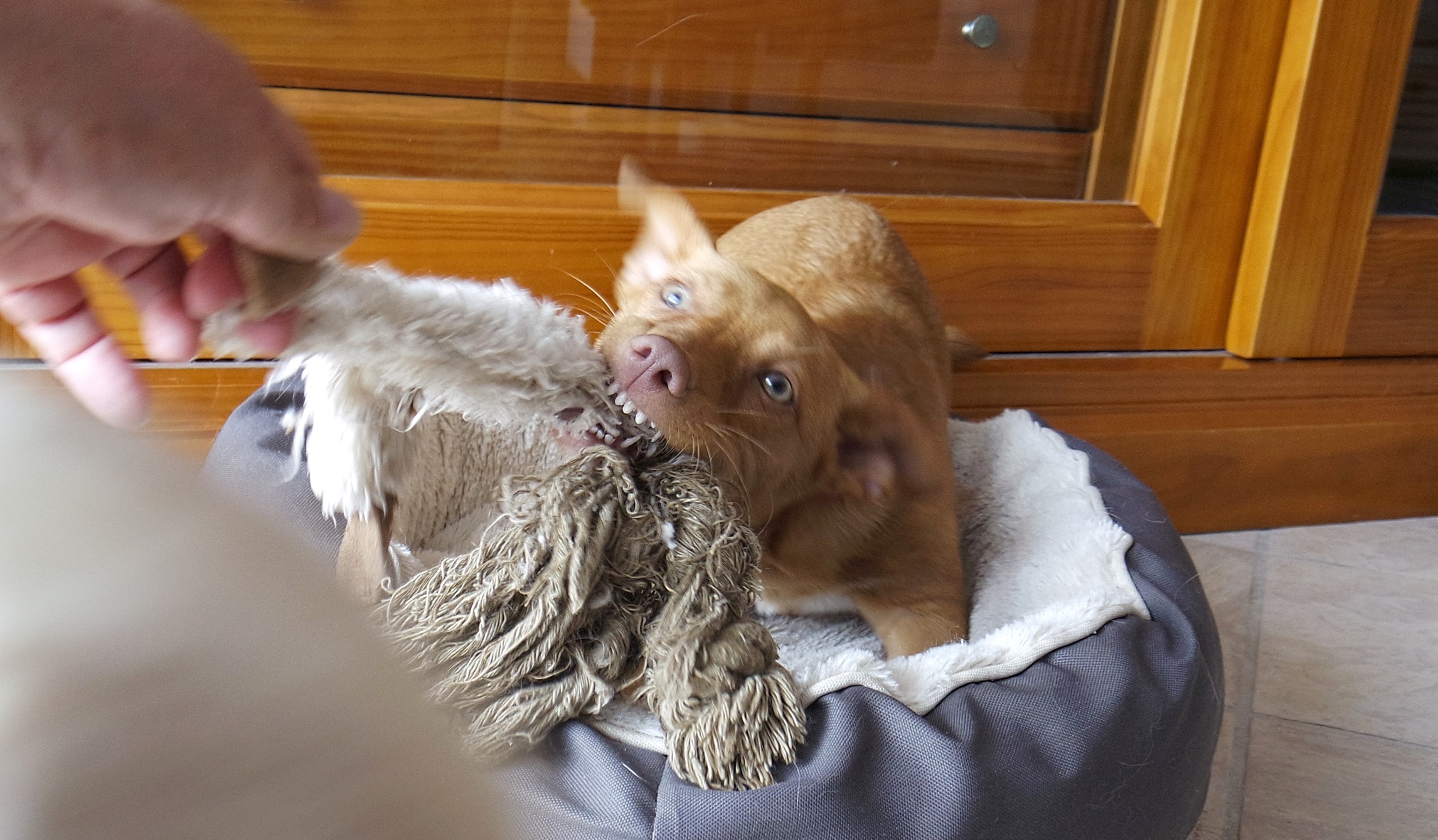 Artgerechte Hundeschule, Training für Mensch und Hund