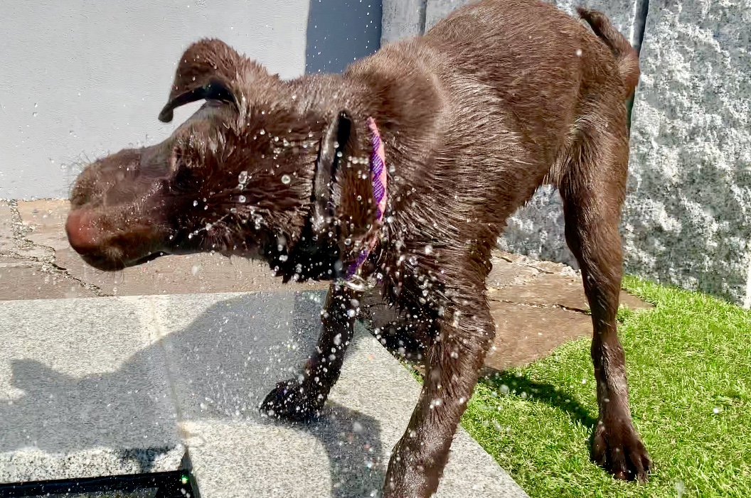hund stinkt aus dem maul nach fisch